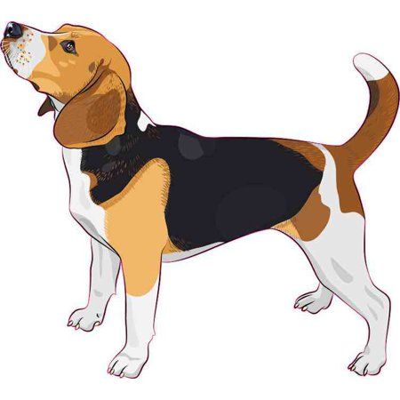 Beagle - Bred