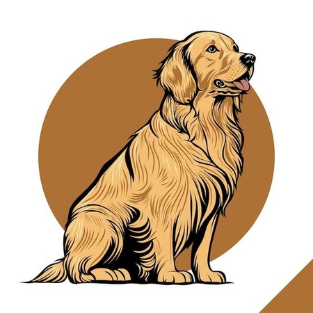 Golden Retriever - Henryk